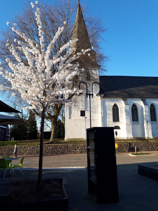 Blütenbaum vor der evangelischen Kirche
